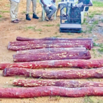 Movement of red sandalwood stocks to Tirupati godown.. Forest department in action