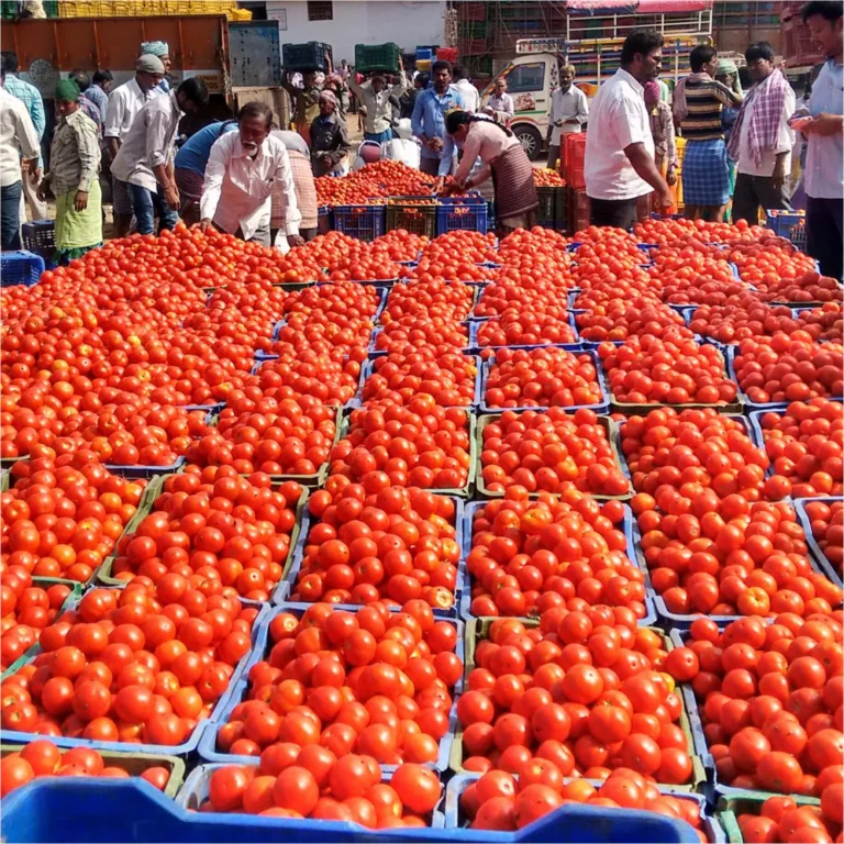🍅 టమాటా ధరలు పాతాళానికి.. కష్టానికి కన్నీళ్లు పెట్టుకుంటున్న రైతన్నలు