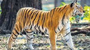 అప్రమత్తం లేకపోతే ప్రమాదమే..! ఆకలితో ఉన్న పులి సంచారం.. హై అలర్ట్‌లో గ్రామాలు