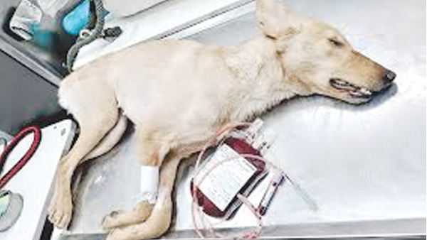 హైదరాబాద్‌లో సంచలనం: వీధి కుక్కల రక్తంతో అక్రమ దందా వెలుగులోకి