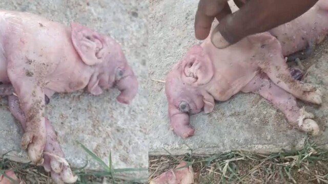 పంది కడుపులో ఏనుగు ఆకారపు పిల్ల.. నాగర్‌కర్నూల్‌లో వింత ఘటన