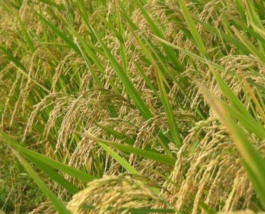 తెలంగాణలో వరి సాగు తగ్గింపుపై కేంద్రం ఫోకస్