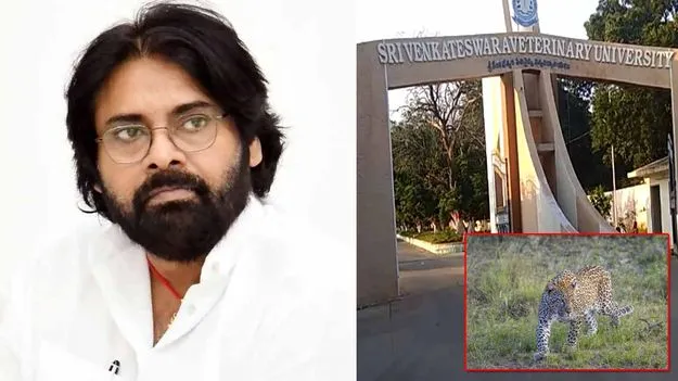 తిరుపతి వెటర్నరీ వర్సిటీలో చిరుత కలకలం.. డిప్యూటీ సీఎం పవన్ కళ్యాణ్ ఆరా